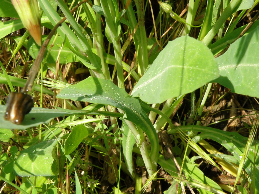 Asteracea - Reichardia picroides